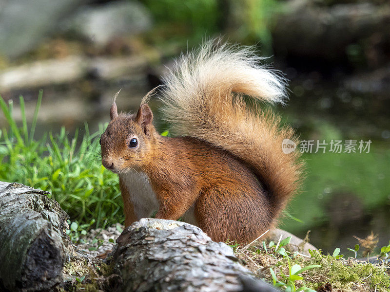 苏格兰红松鼠(Sciurus vulgaris)